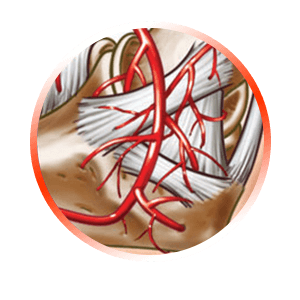 INCREASE TENDON BLOOD SUPPLY